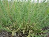 Astragalus buchtormensis