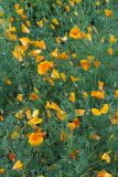 Eschscholzia californica