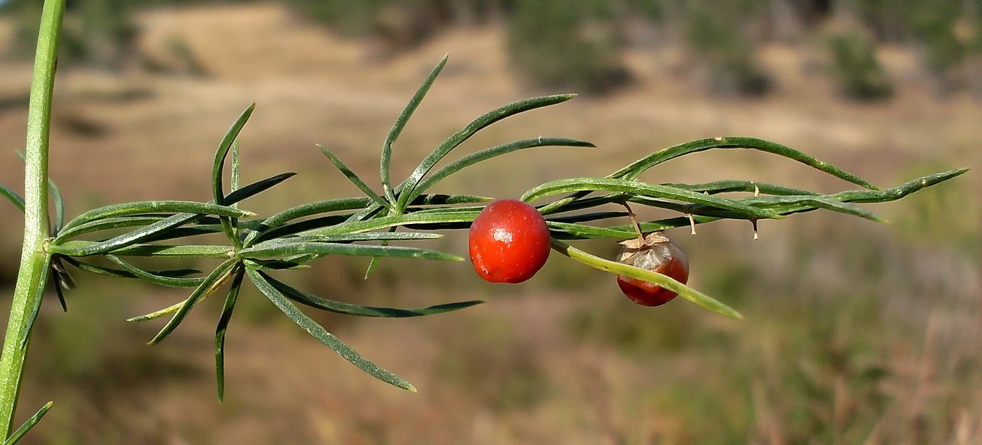 Изображение особи Asparagus verticillatus.