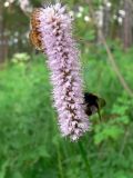 Bistorta officinalis