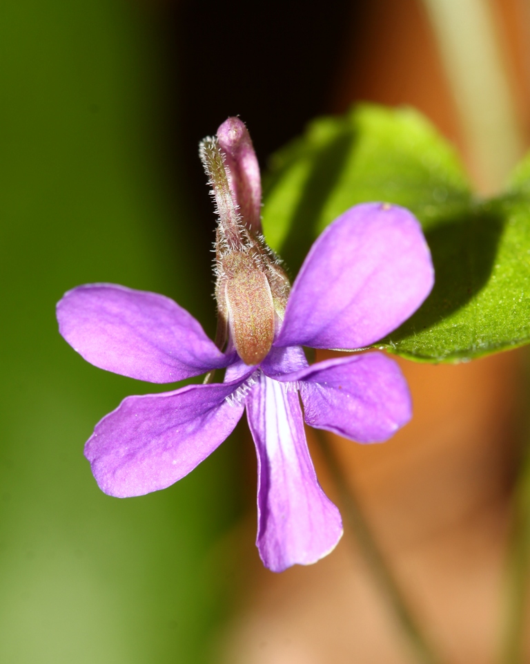 Image of Viola hirtipes specimen.