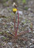 Taraxacum scariosum. Цветущее и плодоносящее растение. Приморский край, окр. г. Находка, морское побережье. 04.06.2016.