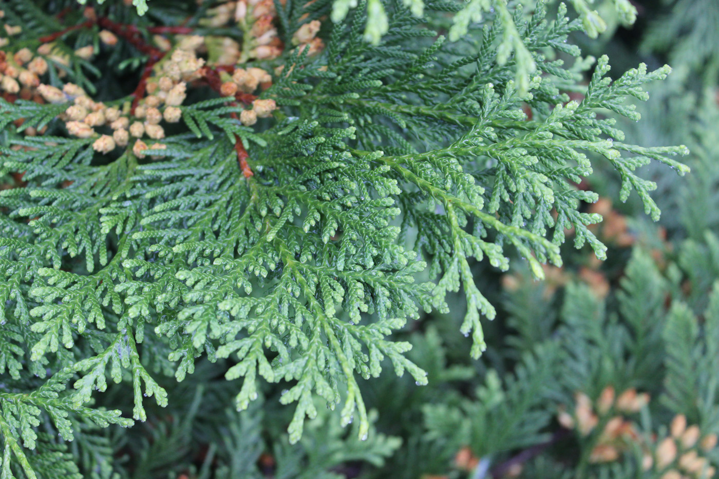 Изображение особи Thuja koraiensis.