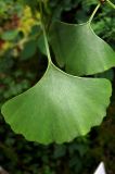 Ginkgo biloba. Листья. Владивосток, Ботанический сад. 12.09.2016.