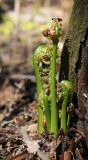 Matteuccia struthiopteris. Разворачивающиеся вайи. Пермский край, Добрянский р-н, берег реки Косьвы, осиново-черемуховая урёма. 03.05.2016.