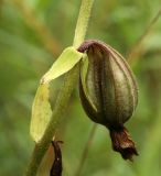 Epipactis palustris