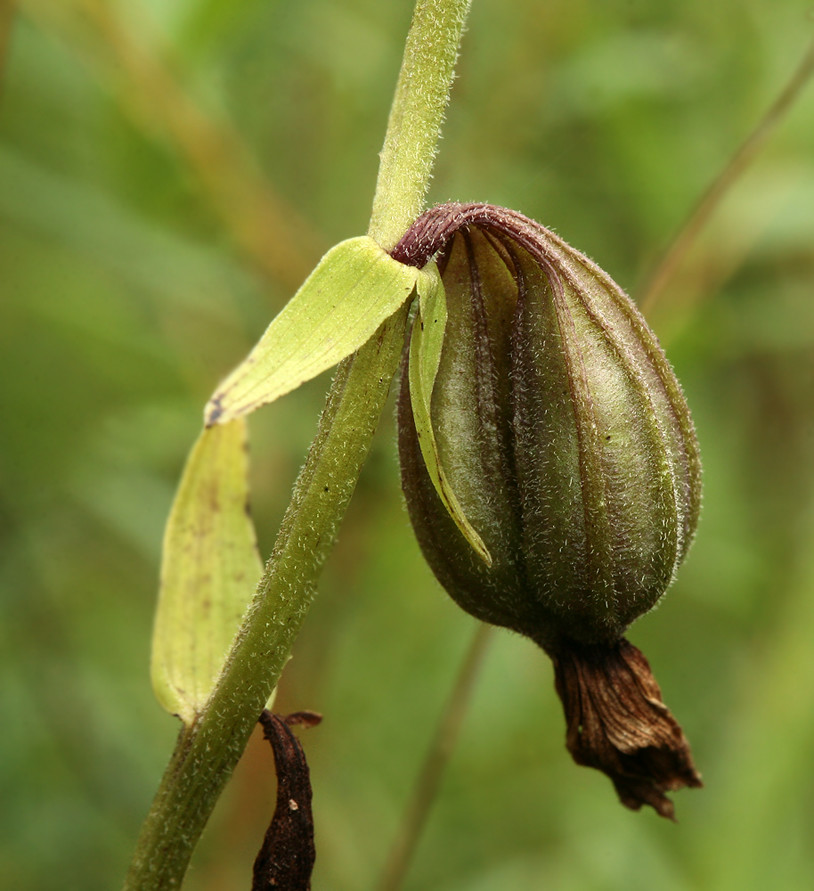 Изображение особи Epipactis palustris.