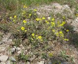 Helianthemum canum