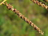 Aruncus dioicus