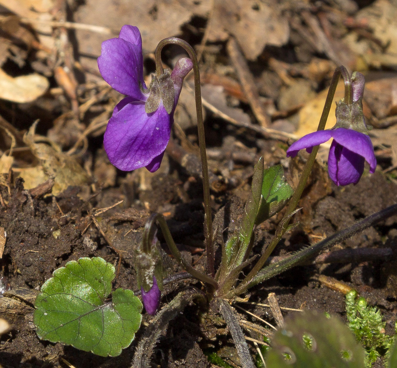 Изображение особи Viola dehnhardtii.