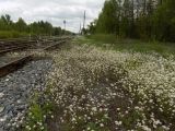 Arabidopsis arenosa