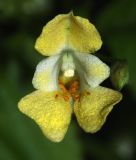 Impatiens parviflora