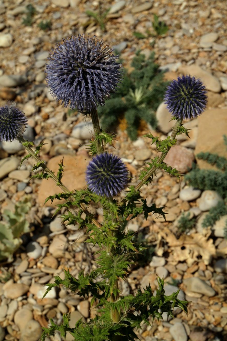 Изображение особи Echinops armatus.