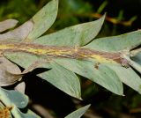 Acacia glaucoptera