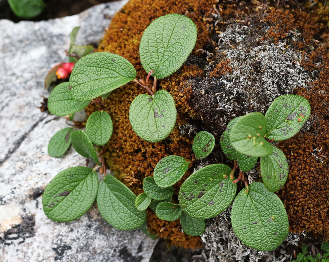 Изображение особи Salix reticulata.