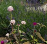 Gomphrena globosa. Верхушки цветущих растений. Восточный Казахстан, г. Усть-Каменогорск, Архитектурно-ландшафтный музей-заповедник, в культуре. 18.06.2017.