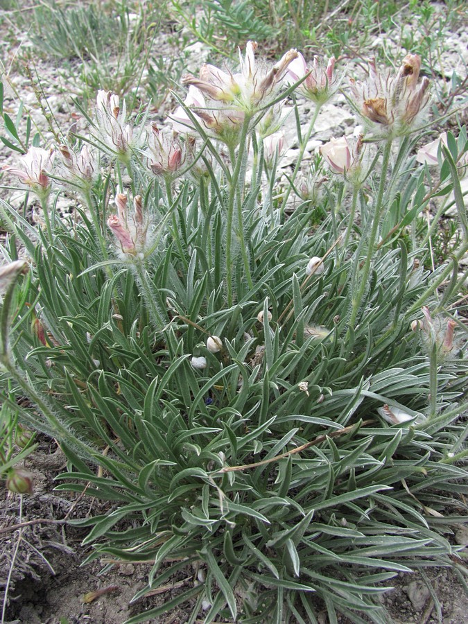 Изображение особи Convolvulus tauricus.