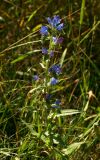 Echium vulgare