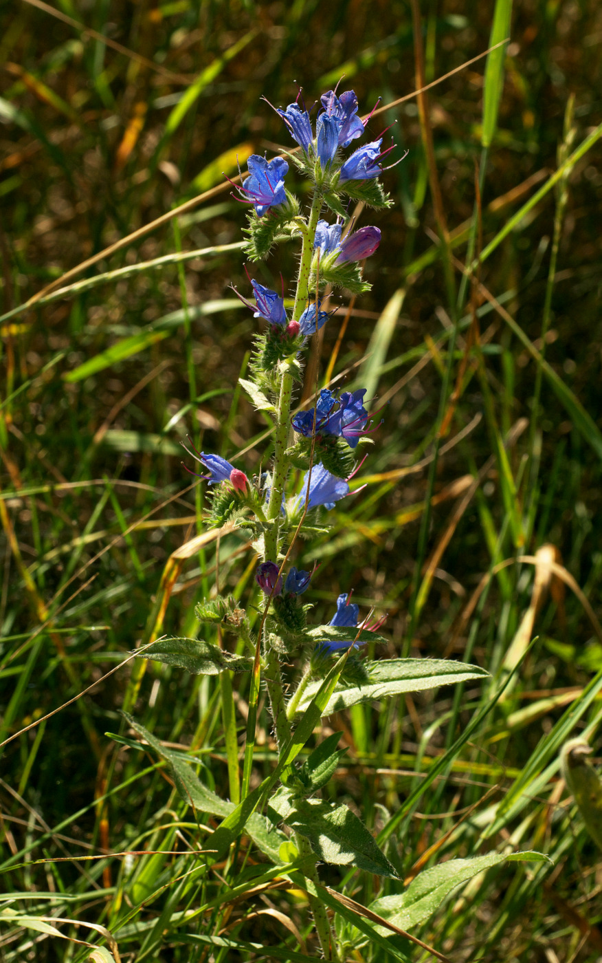 Изображение особи Echium vulgare.