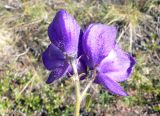 Aconitum delphiniifolium. Соцветие. Чукотка, Билибинский р-н, напротив рудника Каральвеем, долина ручья. 02.08.2018.