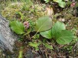 Bergenia crassifolia. Цветущее растение. Иркутская обл., Слюдянский р-н, долина р. Слюдянка, редкий смешанный лес. 27.05.2018.