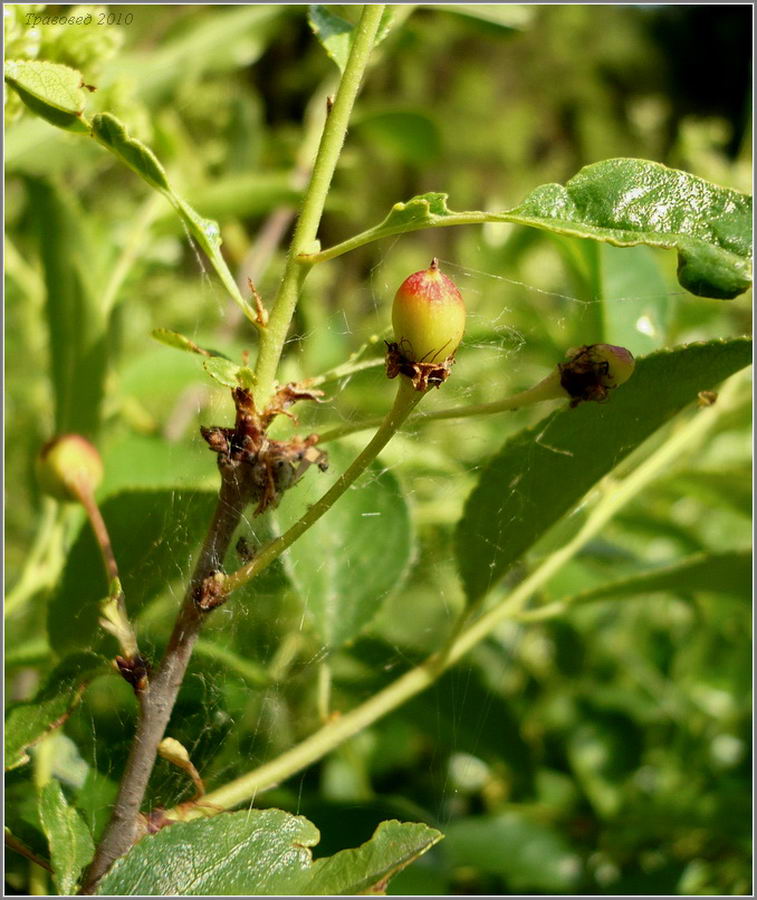 Изображение особи Cerasus fruticosa.