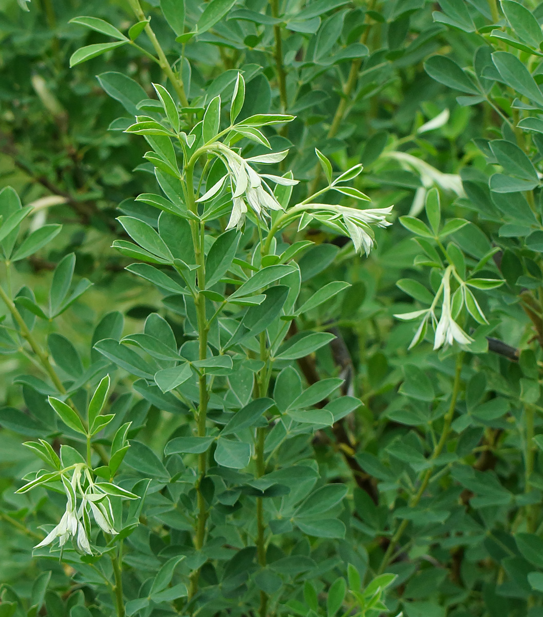 Изображение особи Chamaecytisus ruthenicus.