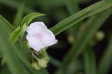 Tradescantia × andersoniana. Цветок, бутоны и части листьев. Кировская обл., г. Киров, Ботанический сад Вятского государственного университета, в культуре. 07.07.2018.