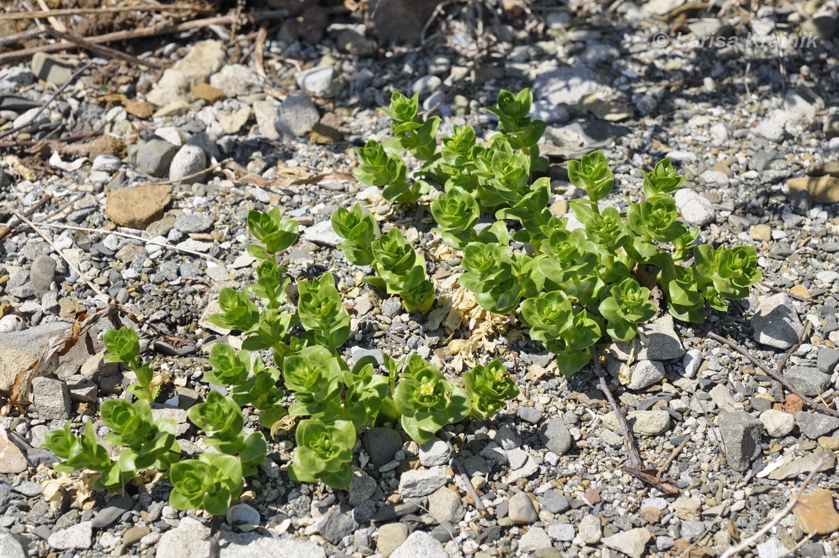 Изображение особи Honckenya peploides ssp. major.