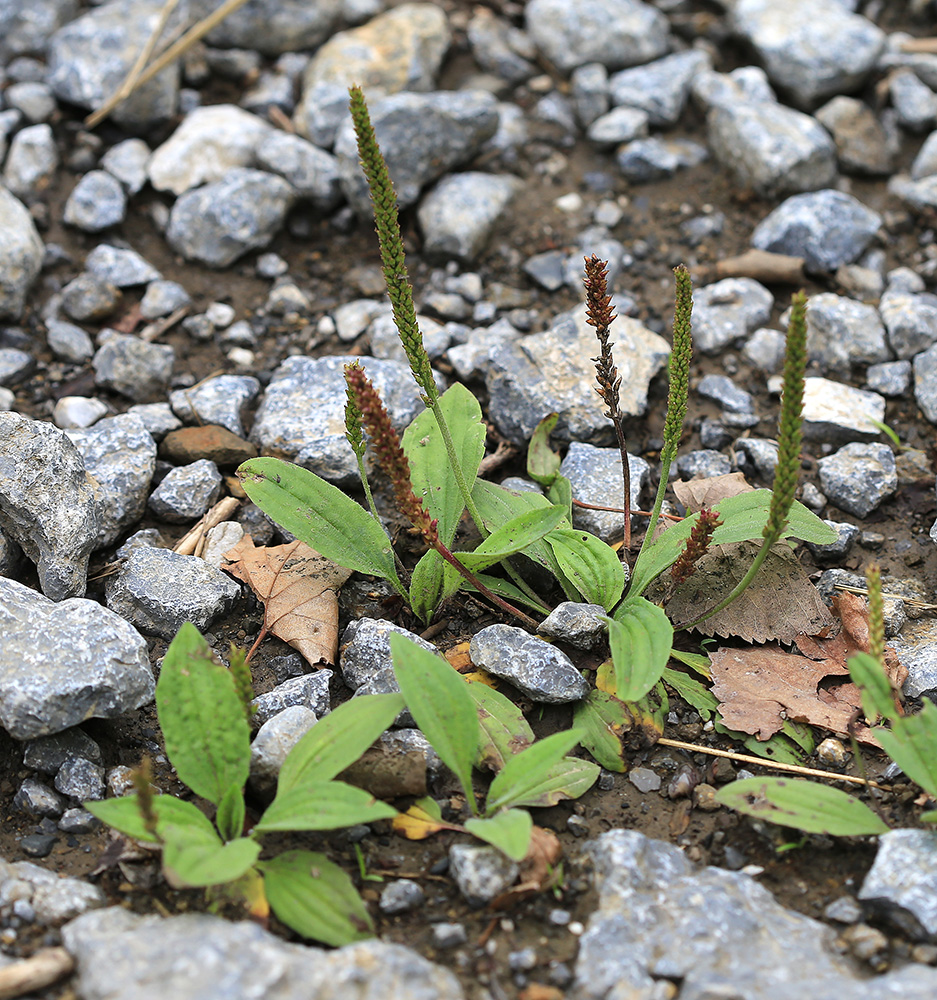 Изображение особи Plantago depressa.