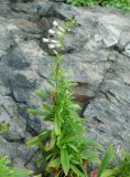 Silene foliosa