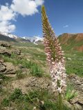 Eremurus robustus. Соцветие. Таджикистан, Гиссарский хребет, верх. р. Зидды, ≈ 2900 м н.у.м., каменистый склон. 13.06.2018.