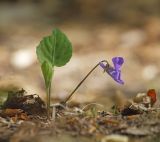 Viola tenuicornis. Цветущее растение. Амурская обл., Архаринский р-н, Хинганский заповедник, кластерный участок \"Антоновское\", дубрава. 20.05.2020.