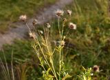 Cirsium setosum. Верхушки плодоносящих растений. Марий Эл, г. Йошкар-Ола, Сосновая роща, поляна. 11.10.2020.