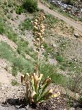 Eremurus lactiflorus