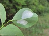 Robinia pseudoacacia