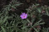 Geranium tuberosum