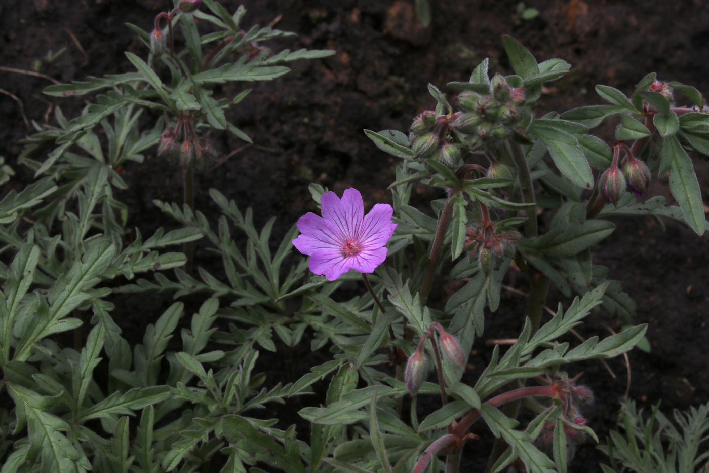 Изображение особи Geranium tuberosum.