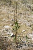 Rumex hydrolapathum. Плодоносящие растения. Краснодарский край, Крымский р-н, окр. станицы Неберджаевская, ур. Темрючки, у небольшого постоянного озерка на дне заброшенного карьера. 02.07.2021.