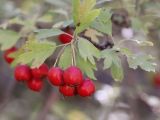 Crataegus turkestanica. Верхушка веточки с плодами. Узбекистан, хр. Нуратау, Нуратинский заповедник, ур. Маджерумсай, долина горной речки, около 800 м н.у.м. 26.09.2021.