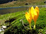 Crocus scharojanii