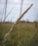 Phalaroides arundinacea. Соплодие. Ханты-Мансийский автономный округ — Югра, Октябрьский р-н, сельское поселение Курымкары, окр. пос. Горнореченск, левый берег р. Обь, заболоченный луг. 05.09.2022.