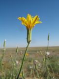 Chondrilla kusnezovii