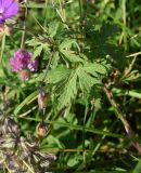 Geranium ruprechtii