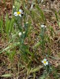 Anthemis ruthenica. Расцветающее и цветущее растения в сообществе с Hordeum и Brassicaceae. Дагестан, Кумторкалинский р-н, долина р. Шураозень, луговой склон. 30.04.2022.