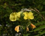 Oenothera biennis. Верхушка соцветия с цветущими и отцветшими цветками и бутонами. Республика Адыгея, западная окраина пос. Каменномостский, окр. скалы Танковый Люк, небольшой луг около леса. 29.07.2023.