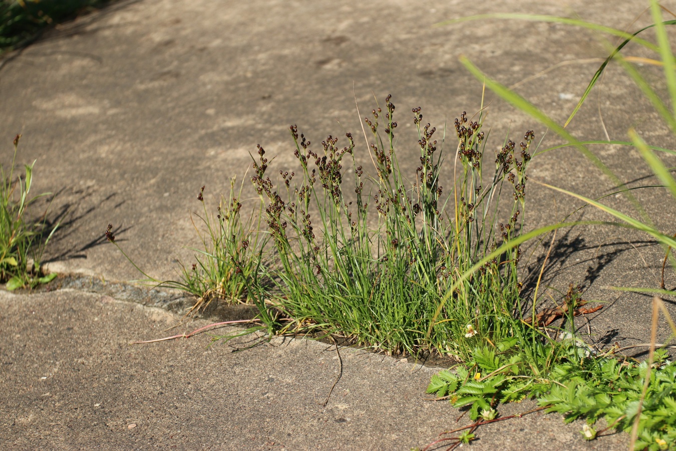 Изображение особи Juncus compressus.