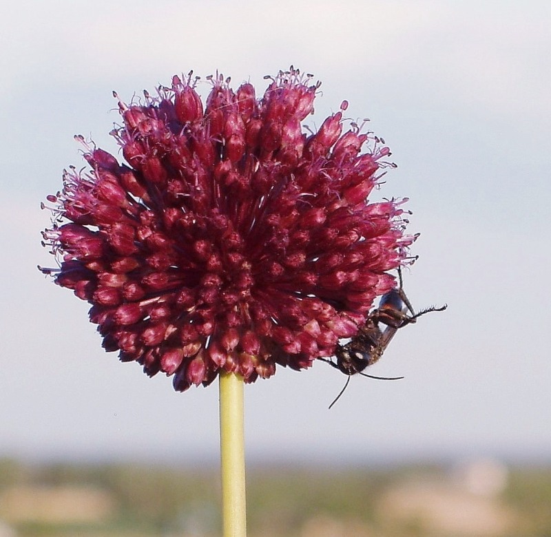 Image of Allium atroviolaceum specimen.