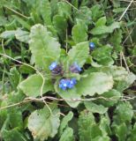 Anchusa pusilla