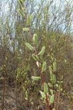 Salix phylicifolia